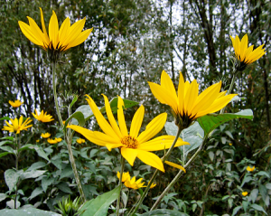 dzelteni_ziedi_300906.png
