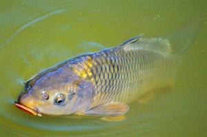 carp-pix.jpg