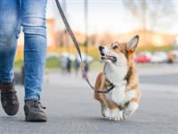 Shutterstock_1342380161_walk a dog_vest pastaigā suni.jpg