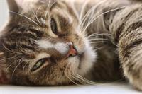 cat-4864605_1280.jpg