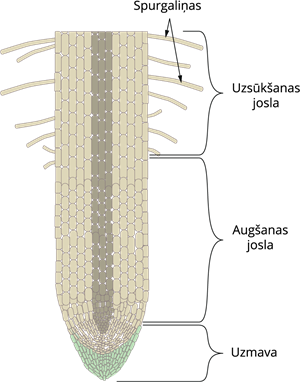 Rootzones.png