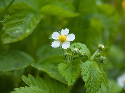 shutterstock_2040047747_wild strawberries flower_meža zemeņu zieds.jpg