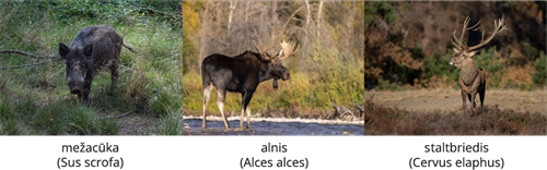 YCUZD_241206_6873_Dzivn_sist_14.png