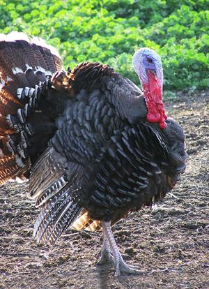 turkey-6051087_960_720.jpg