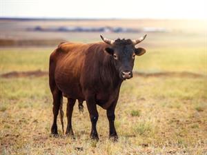 Shutterstock_1793901478_bull_vērsis.jpg
