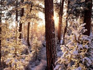 Forest-in-winter.jpg