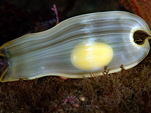 shutterstock_2348416331_shark egg case_haizivs olas apvalks.jpg
