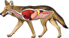 YCUZD_230908_5535_koijots_4.png