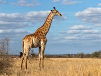 shutterstock_2272642589_giraffe_žirafe.jpg