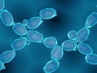 shutterstock_1962758932_yeast cells_rauga šūnas.jpg