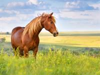 3_Shutterstock_427190074_horse_zirgs.jpg