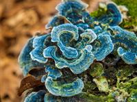 Shutterstock_1361380952_polypore_piepes.jpg