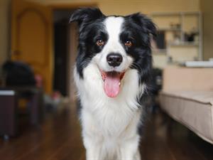 shutterstock_2534474781_dog_suns.jpg