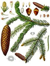 Picea_abies_-_Köhler–s_Medizinal-Pflanzen-105.png