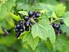 Shutterstock_1359487130_blackcurrants_upenes.jpg