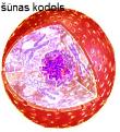 1-cell-nucleus2.jpg