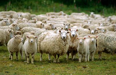 sheeps_1.jpg