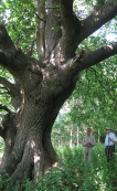 Quercus-Robur-21.png