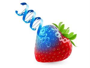 Shutterstock_194873633_GMO strawberry_ĢMO zemene.jpg