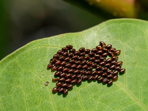 shutterstock_1812543787_butterfly eggs_taureņa olas.jpg