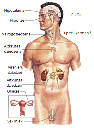 organisms (1).png