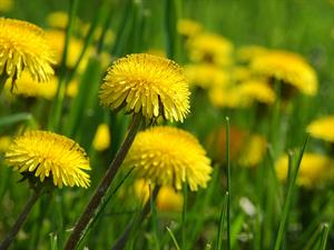 shutterstock_2452154881_dandelions_pienenes.jpg