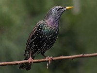 Shutterstock_731822530_starling_strazds.jpg