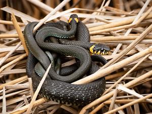 Shutterstock_2350545255_two intertwined snakes_divas sapinušās čūskas.jpg