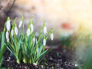 Shutterstock_178241990_spring_pavasaris.jpg