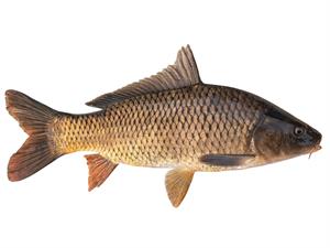 Shutterstock_1570504351_carp_karpa.jpg