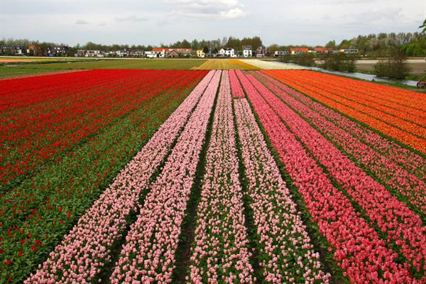 800px-Holland_tulips.jpg