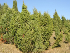 juniperuscommunisherb1.png