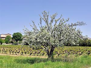 shutterstock_1080343673_blooming tree_ziedošs koks.jpg