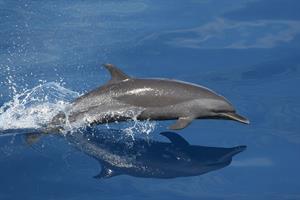 dolphin-pix.jpg