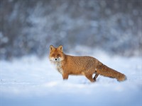 shutterstock_2397973485_fox in winter_lapsa ziemā.jpg