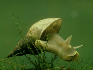 pond-snail.png