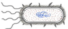 j.png