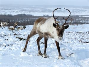 reindeer1-pix.jpg