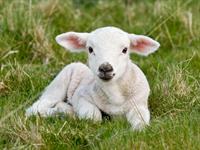 Shutterstock_1476068654_lamb_jērs.jpg