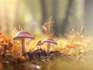 Shutterstock_2321155781_autumn_rudens.jpg
