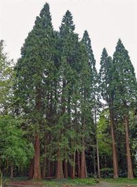 800px-Sequoiafarm_Sequoiadendron_giganteum.jpg