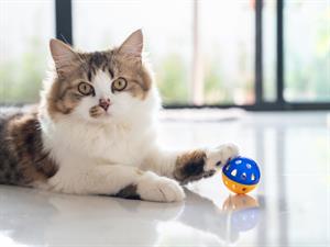 Shutterstock_2139839687_cat playing ball_kaķis spēlējas ar bumbiņu.jpg