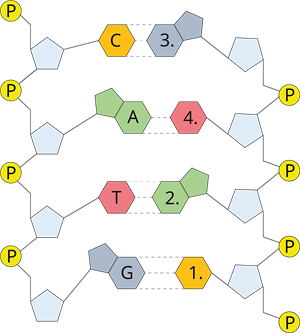 YCUZD_230914_5549_nukleotīdi_4.png