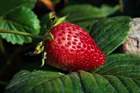 strawberry-6648685_960_720.jpg