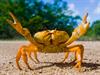 Shutterstock_256752703_crab_krabis.jpg