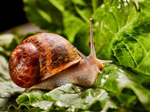 Shutterstock_1341770150_snail_gliemezis.jpg