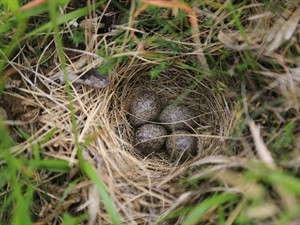 shutterstock_1438263854_bird nest with eggs_putna ligzda ar olām.jpg