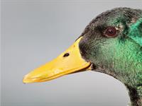 shutterstock_1921173695.jpg