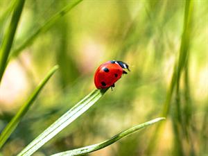 shutterstock_2500519135_ladybug_mārīte.jpg