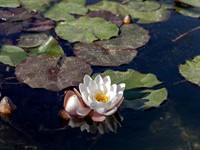 Shutterstock_2450239927_water lilies_ūdensrozes.jpg